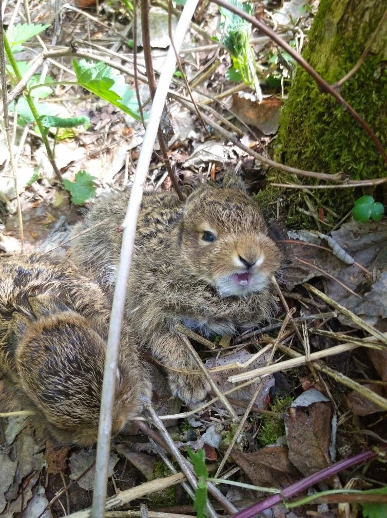 🐇🌲НАША ПРИРОДА

Июньские лесные встречи

В начале июня лесные тропы и опушки Гайнского округа преп