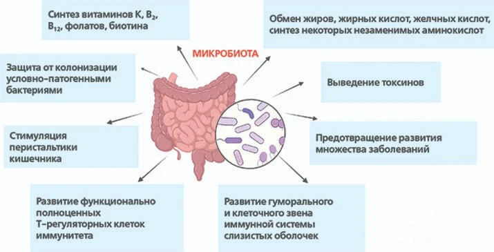 🟢 МЕХАНИЗМЫ ДЕЙСТВИЯ МИКРОБИОТЫ

✅ Создают «защитный слой» на поверхности кишечника, препятствуя пр