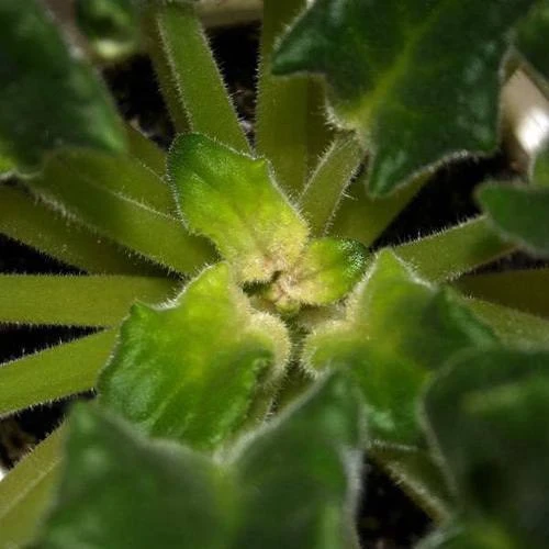 Причины гибели точки роста у фиалок (сенполий) 🌿

▪️Иногда у сенполий темнеет и засыхает центр розе