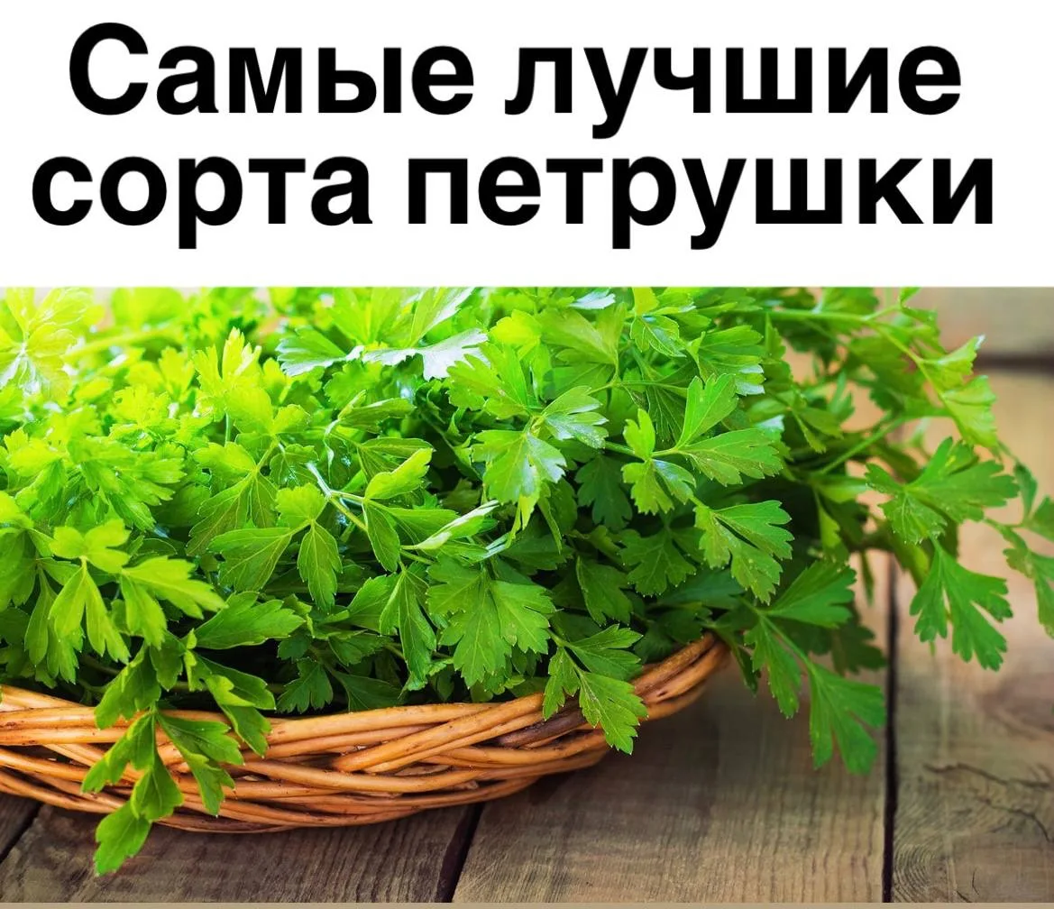 Самые лучшие сорта петрушки для выращивания на огороде и на подоконнике.

✔️Для подоконника:
Бриз, А