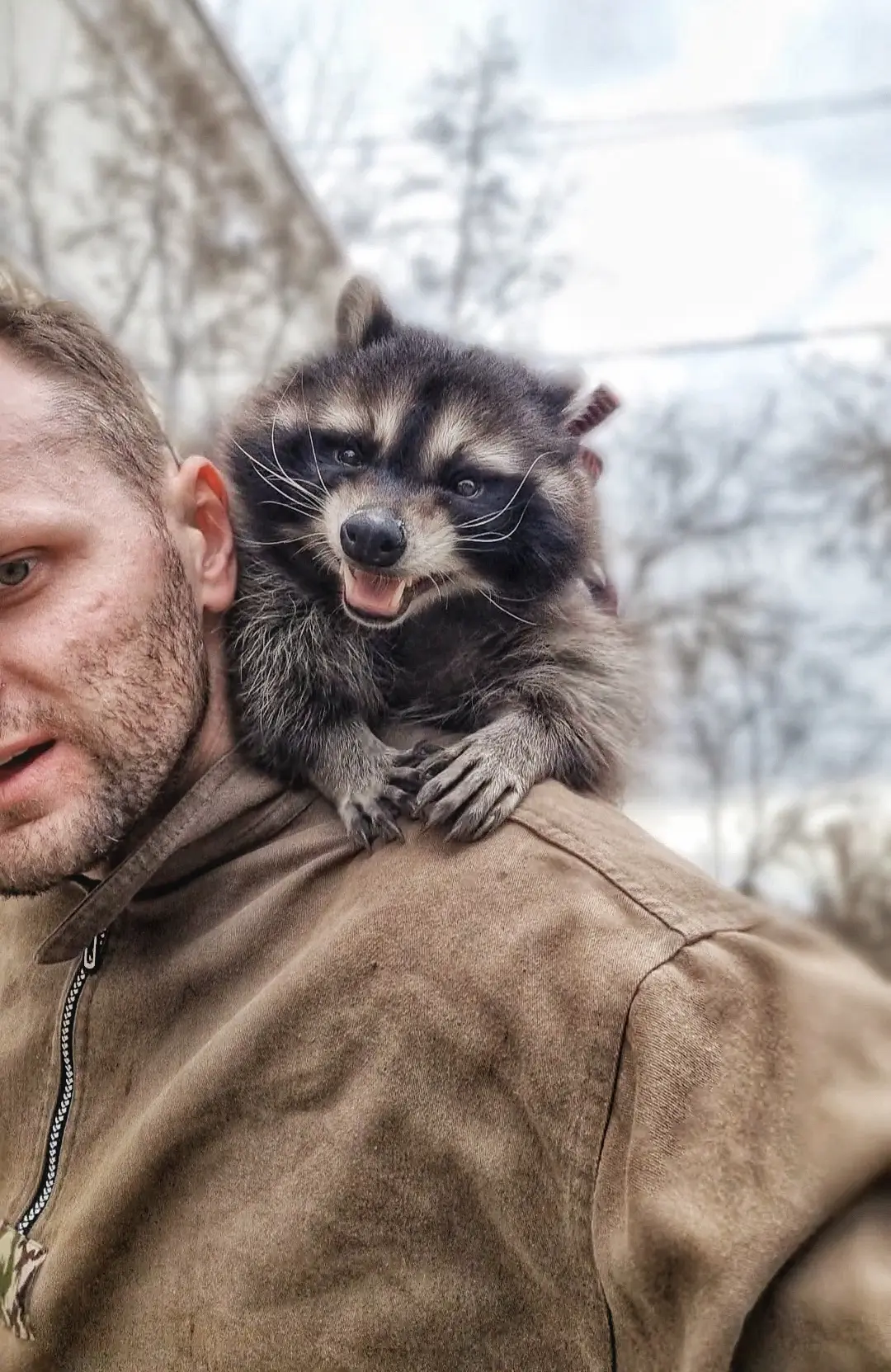 Енот покоривший человека ❤️