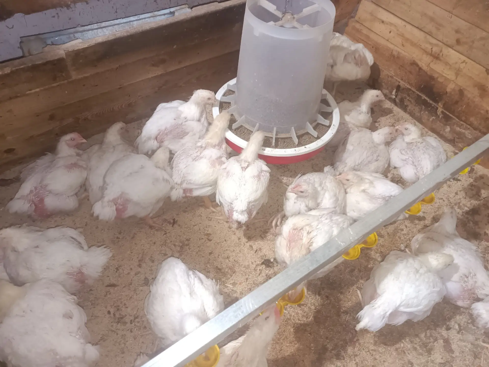 Продам подрощенных кур бройлеров.
Возраст месяц. Вес 1,5кг - 2кг.
Все пропойки сделаны вовремя.
Ц