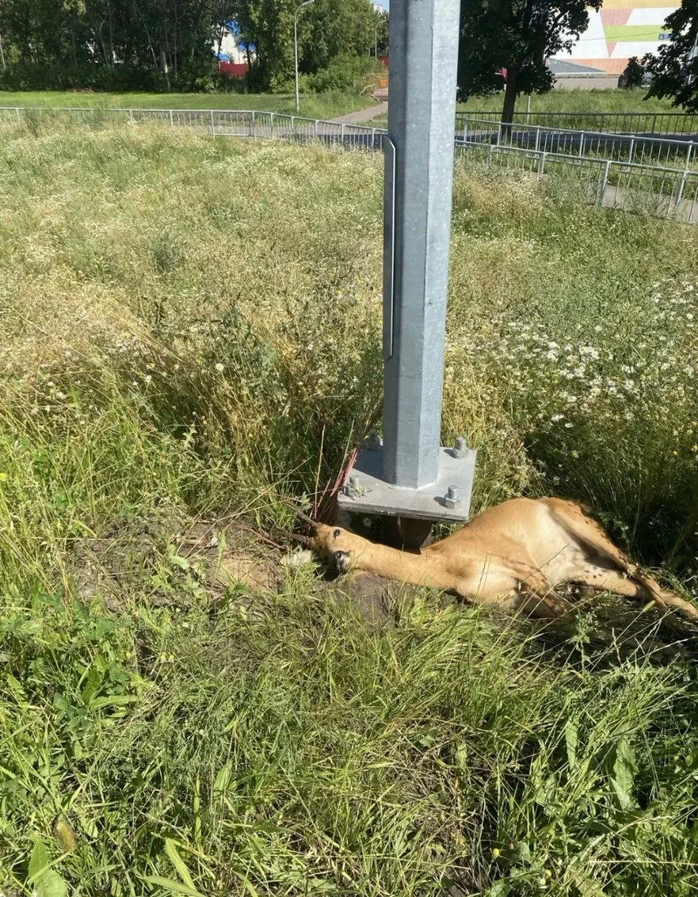 В поселке Сидоровка на остановке Челны хлеб лежит сбитая косуля 

https://max.ru/chelny_chs