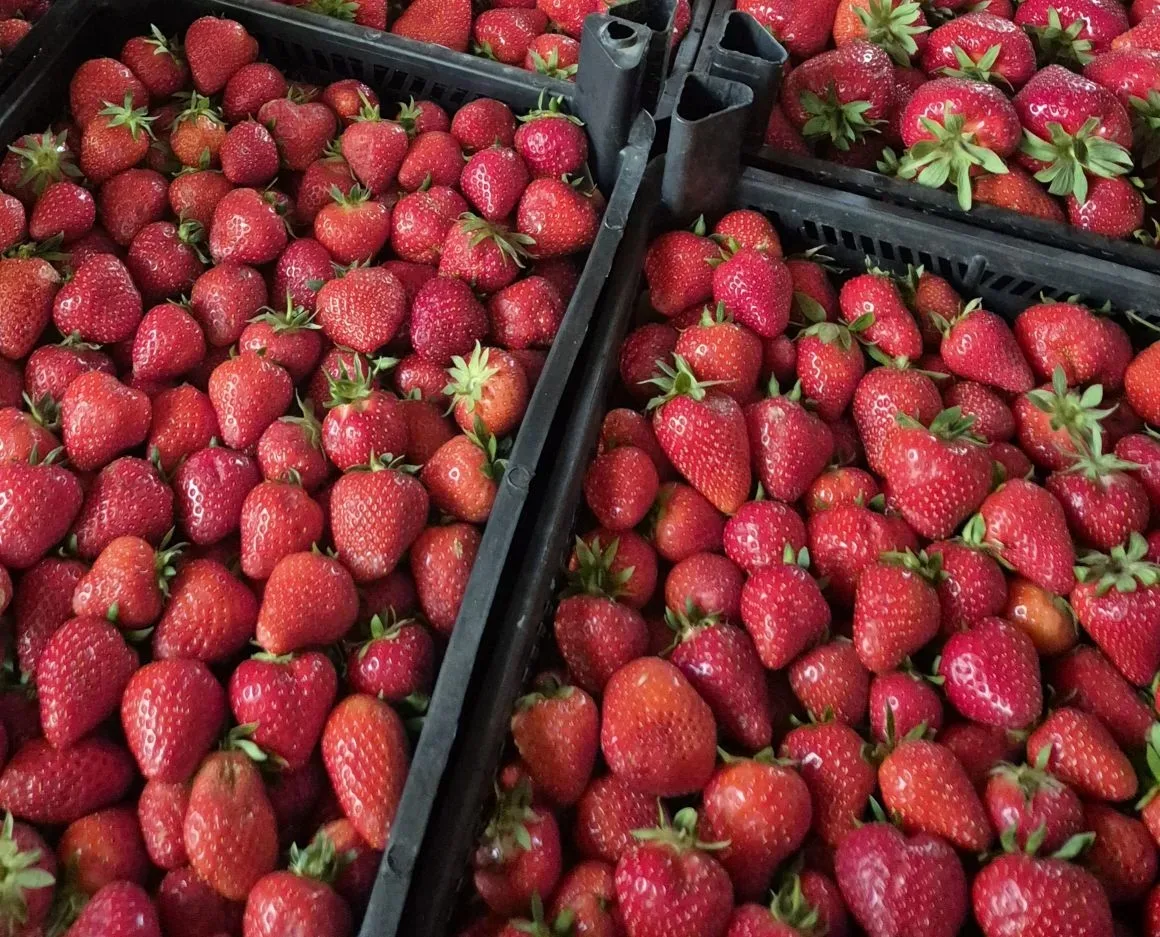 Клубника в наличии 🍓

250р/кг