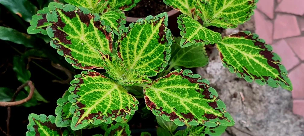 Приглашаем вас в наш зелёный оазис!

Откройте для себя мир природы и спокойствия в нашем Ботаническо