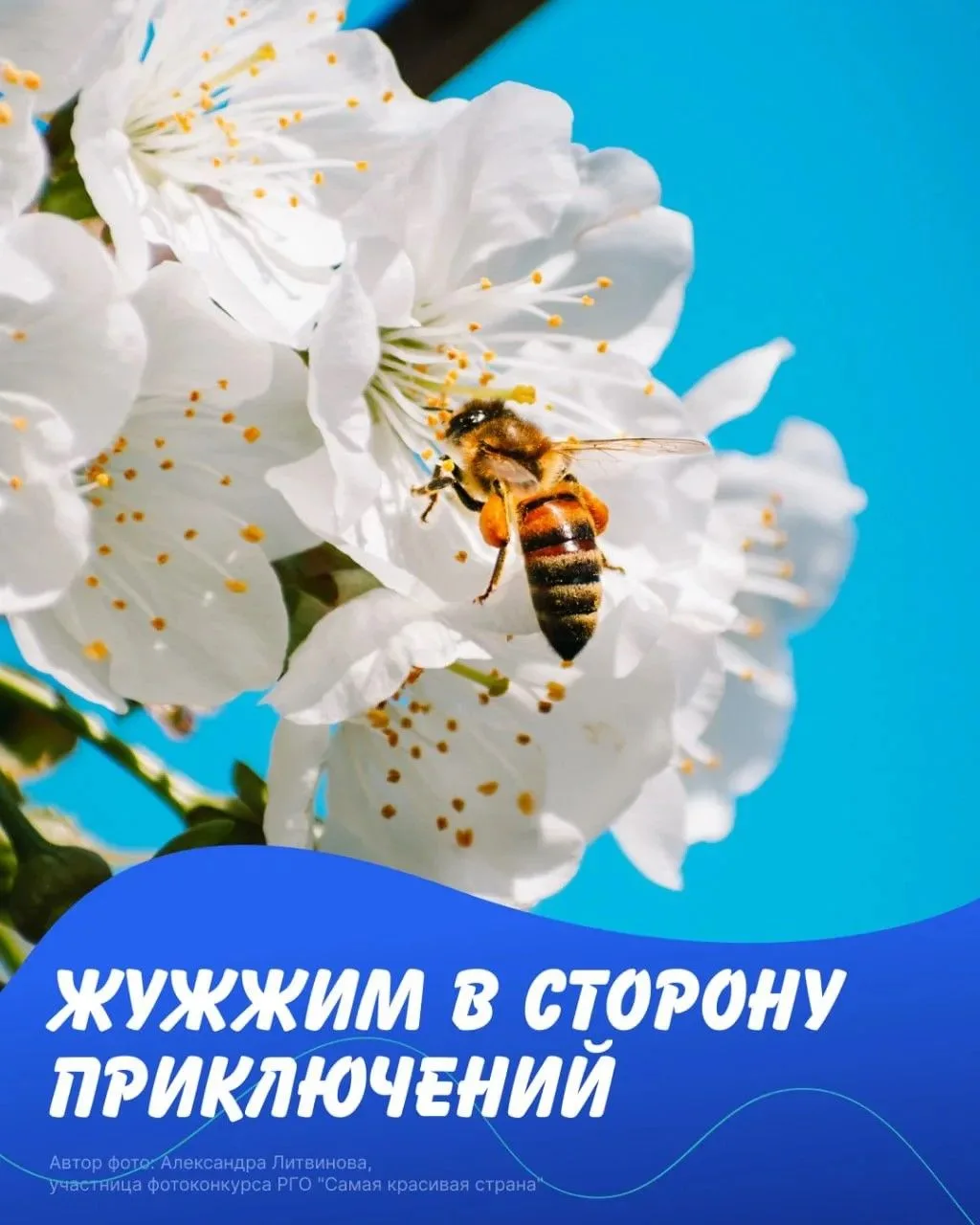 А ты видел, как устроена настоящая пасека?

Молодёжный центр РГО Московской области в пятый раз отпр