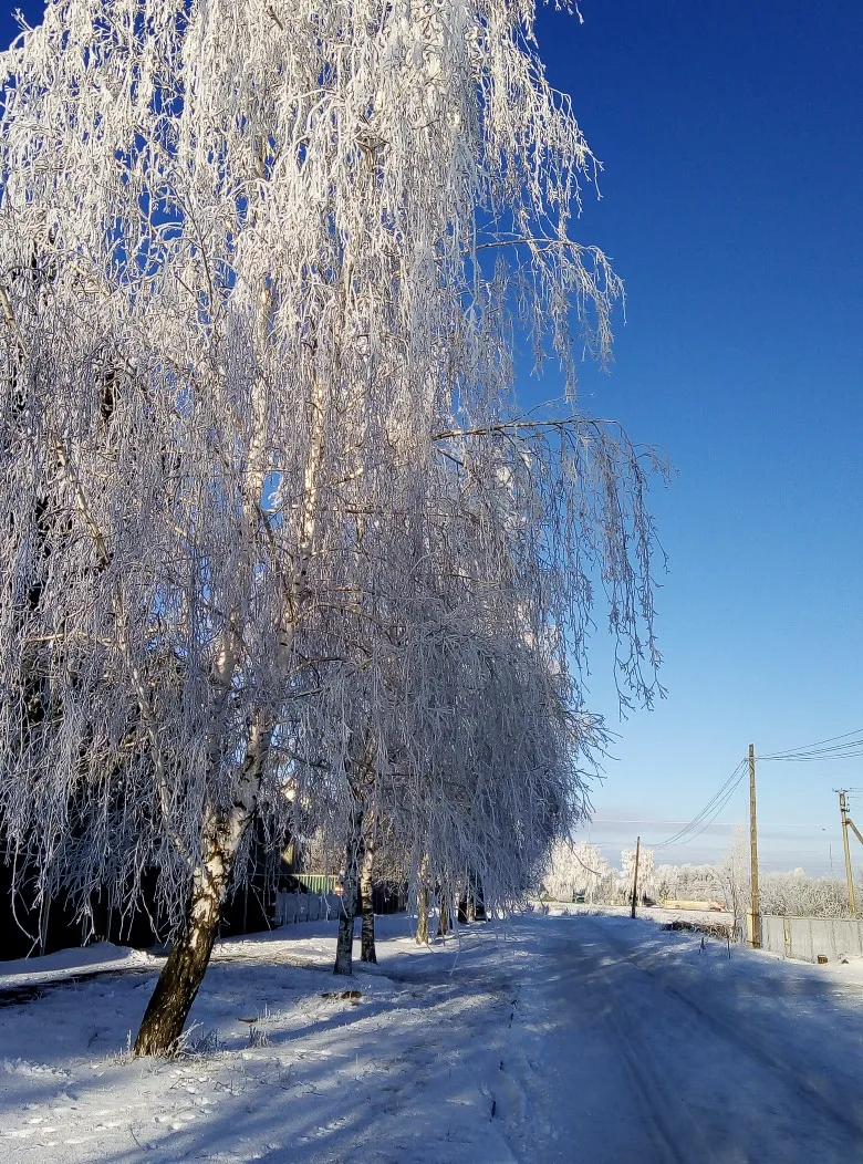 ❄🌲26 декабря: облачно, снег, местами метель. Ветер юго-западный 5-10 м/с, местами порывы до 15 м/с.