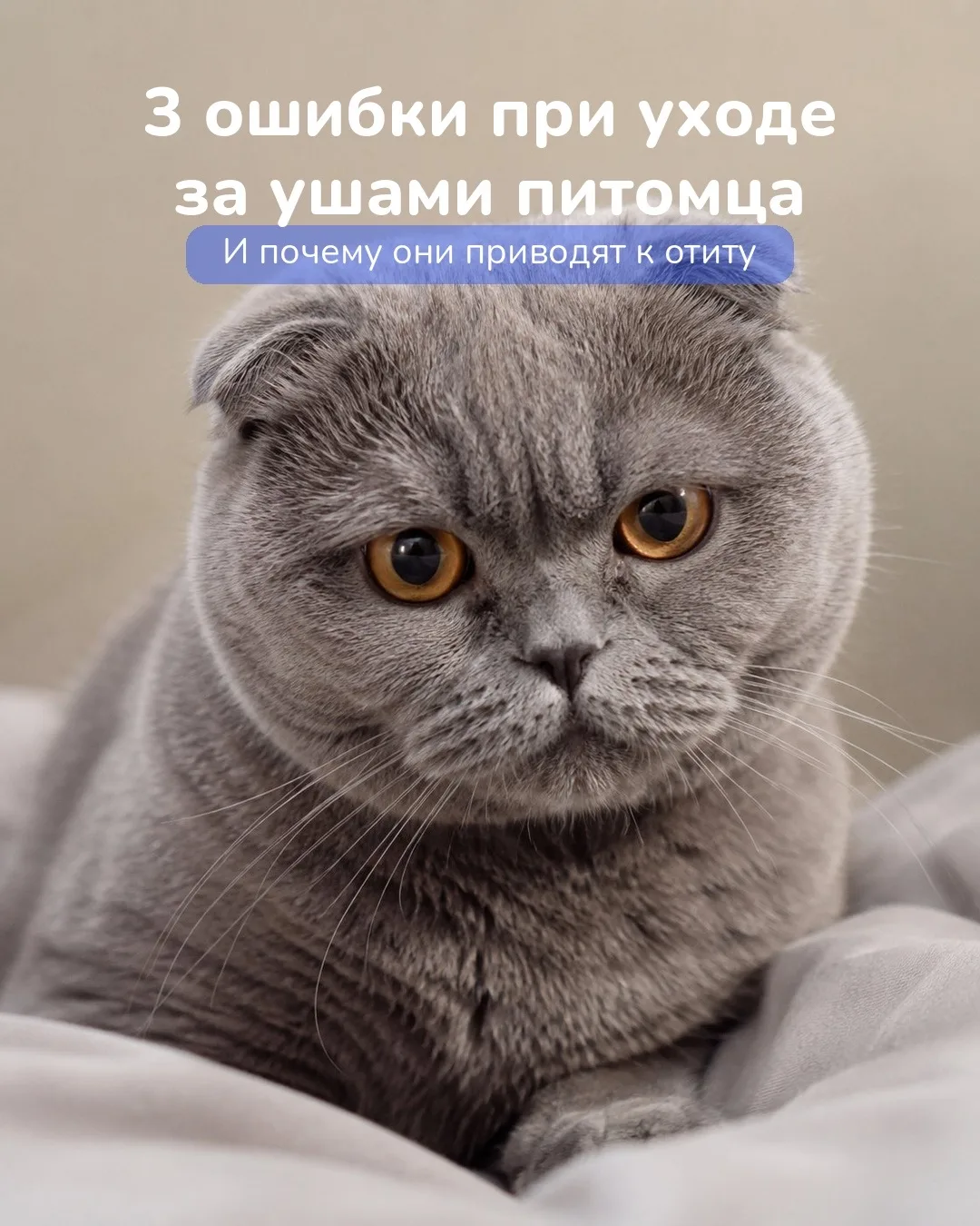 👂 Многие владельцы чистят уши питомцу регулярно и искренне считают, что всё делают правильно.

Но и