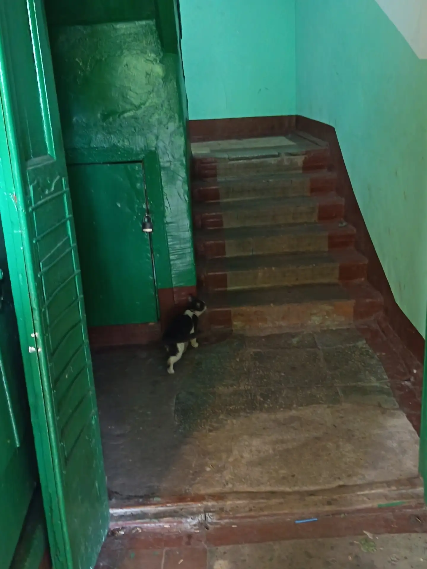 Котик, видимо потерялся, ходит у дома юности 30. Очень ласковый, с золотистым ошейником, зашел в под
