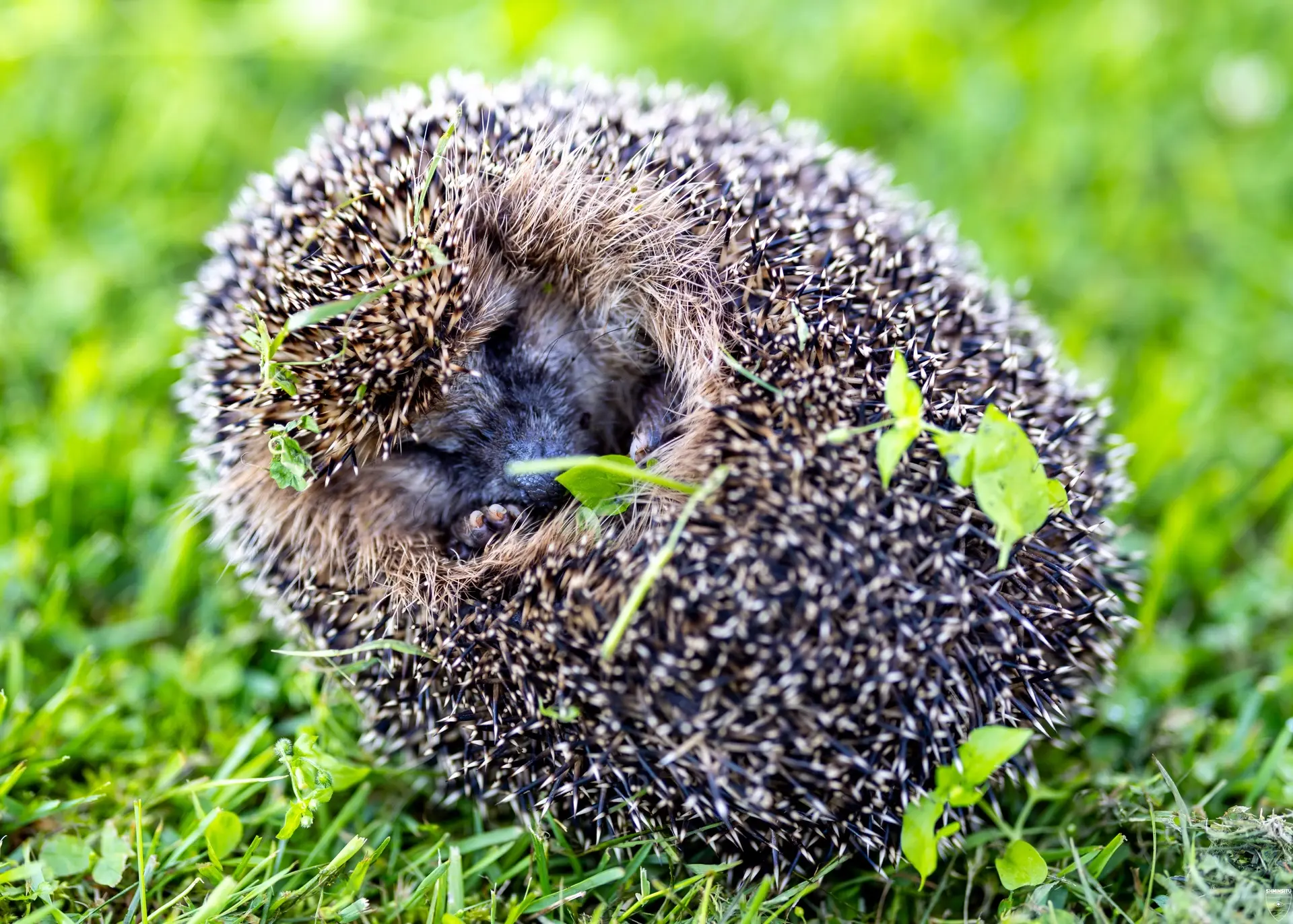 Осторожно, колючий! 🦔

Идеальный образец стратегии «меня здесь нет» или «я сплю, не трогайте». 

Ес