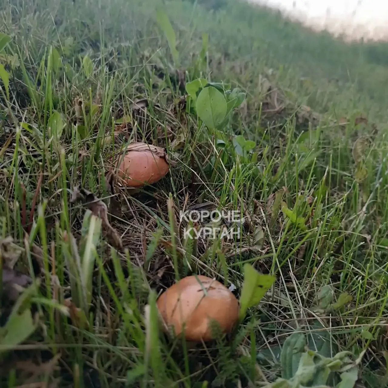 🍄‍🟫 Первые маслята появились в Каргаполье.

«Сегодня первые срезали. После прошедших дождиков — эт