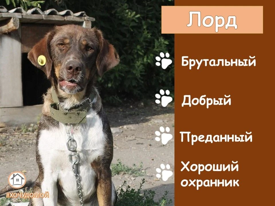 Лорд из Центра «Верное сердце»

🏡 В рамках рубрики «Хочу домой» рассказываю о подопечном боготольск