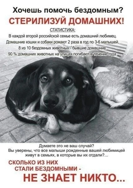 О стерилизации домашних животных.
Стерилизация домашних животных — это хирургическая процедура, кото