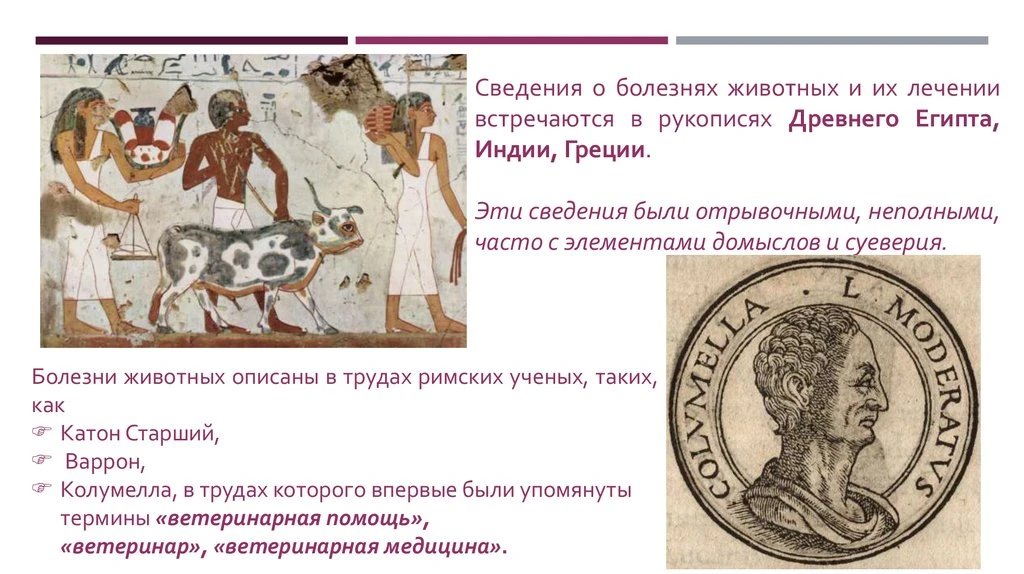 Зарождение ветеринарии.

Ветеринария зародилась в глубокой древности, вскоре после одомашнивания жив