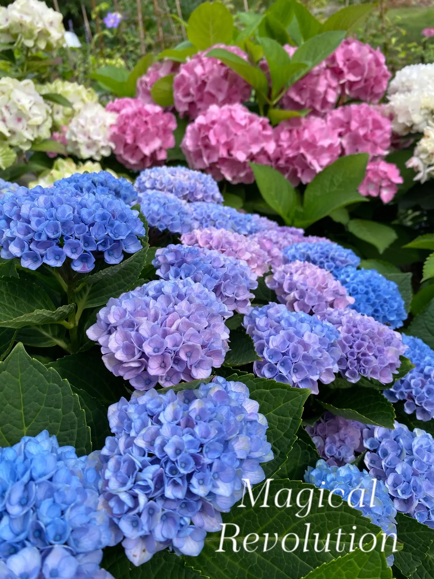 🌸Magical Revolution 🌸
гортензия крупнолистная

Magical Revolution🔥

Моя фаворитка💘 Коренастый со