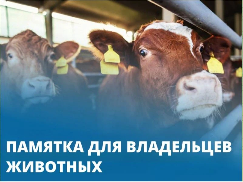 Памятка по снижение количества безнадзорных сельскохозяйственных животных на территории муниципальны