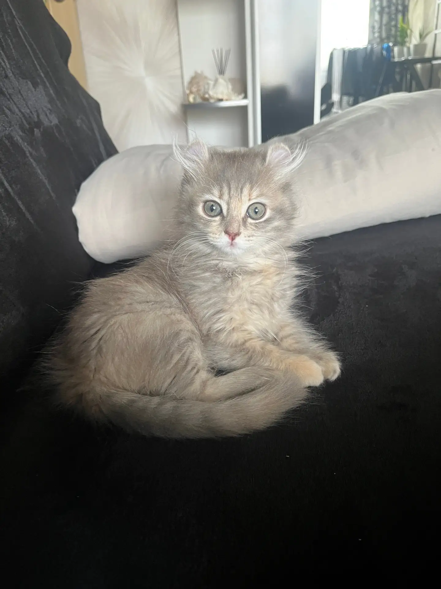 Отдам котёнка 3 месяца,очень игривая,латок знает,кушает всё,нет возможности дальнейшего содержания