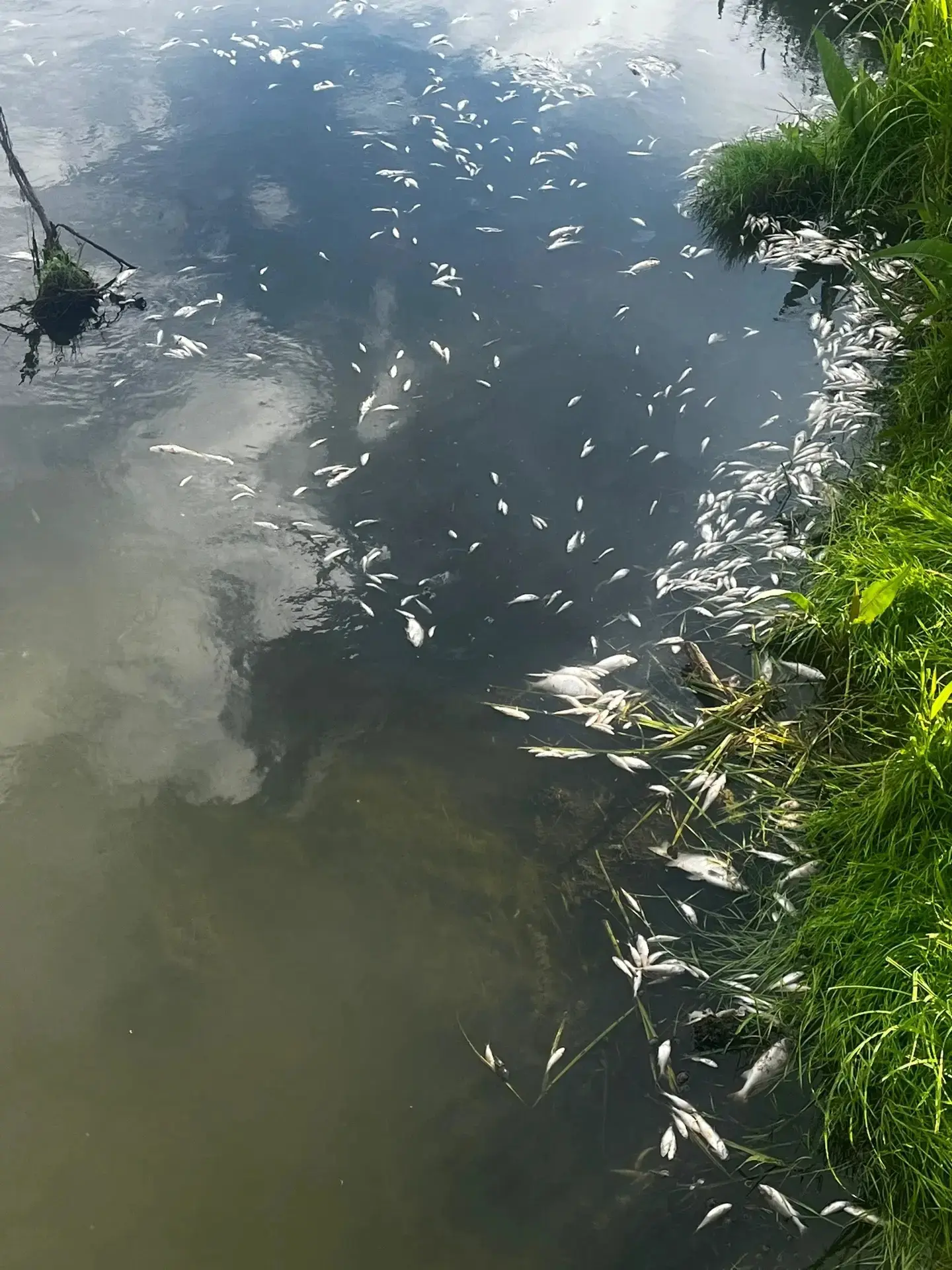 ⚡️Больше фото с водоема, где погибла рыба и координаты.