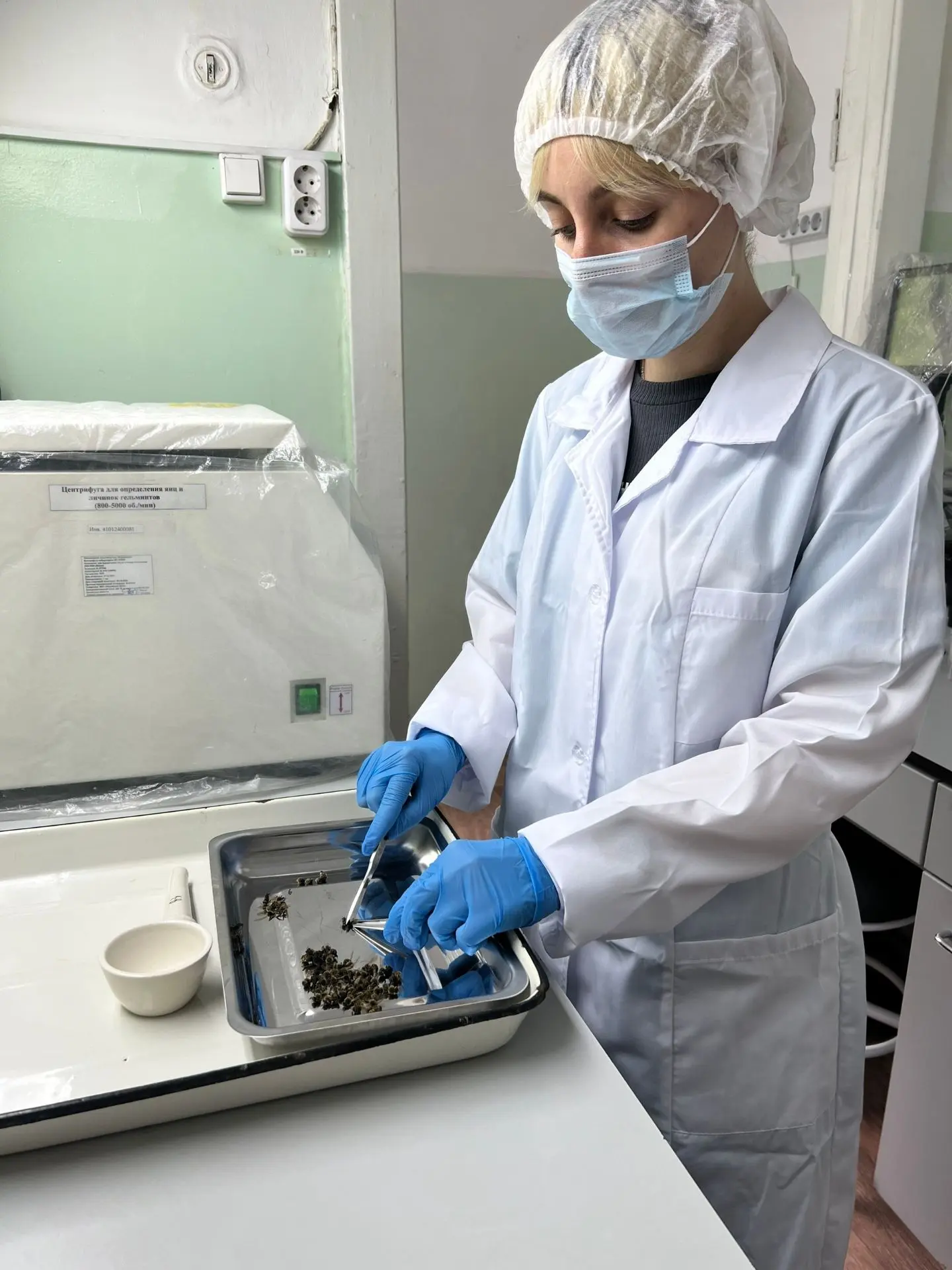 Специалисты бактериологического отдела проводят исследования подмора пчел на паразитарные болезни со