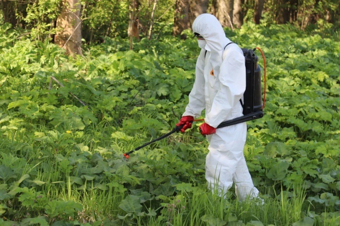 🌿 В Ярославской области обработают почти 4000 гектаров от борщевика Сосновского

❌ В регионе продол