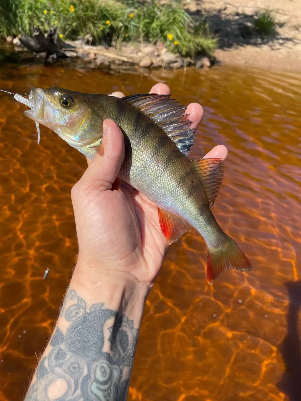 🗓 29.07.26
🌊 Финский залив 
🚩 Бухта Батарейная
🎣 Спиннинг
➖
📱 Автор: Fishing for dummies
➖
Отор