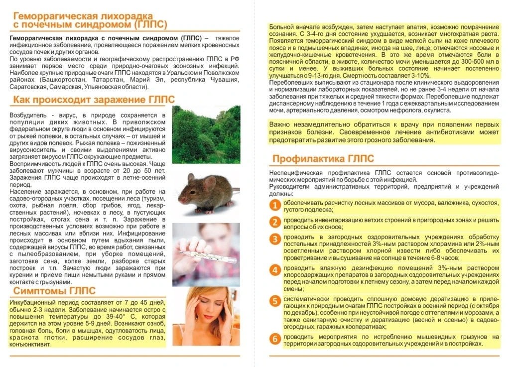 Памятка о мерах по профилактике природно - очаговых инфекций (ГЛПС) на территории Балаковского муниц