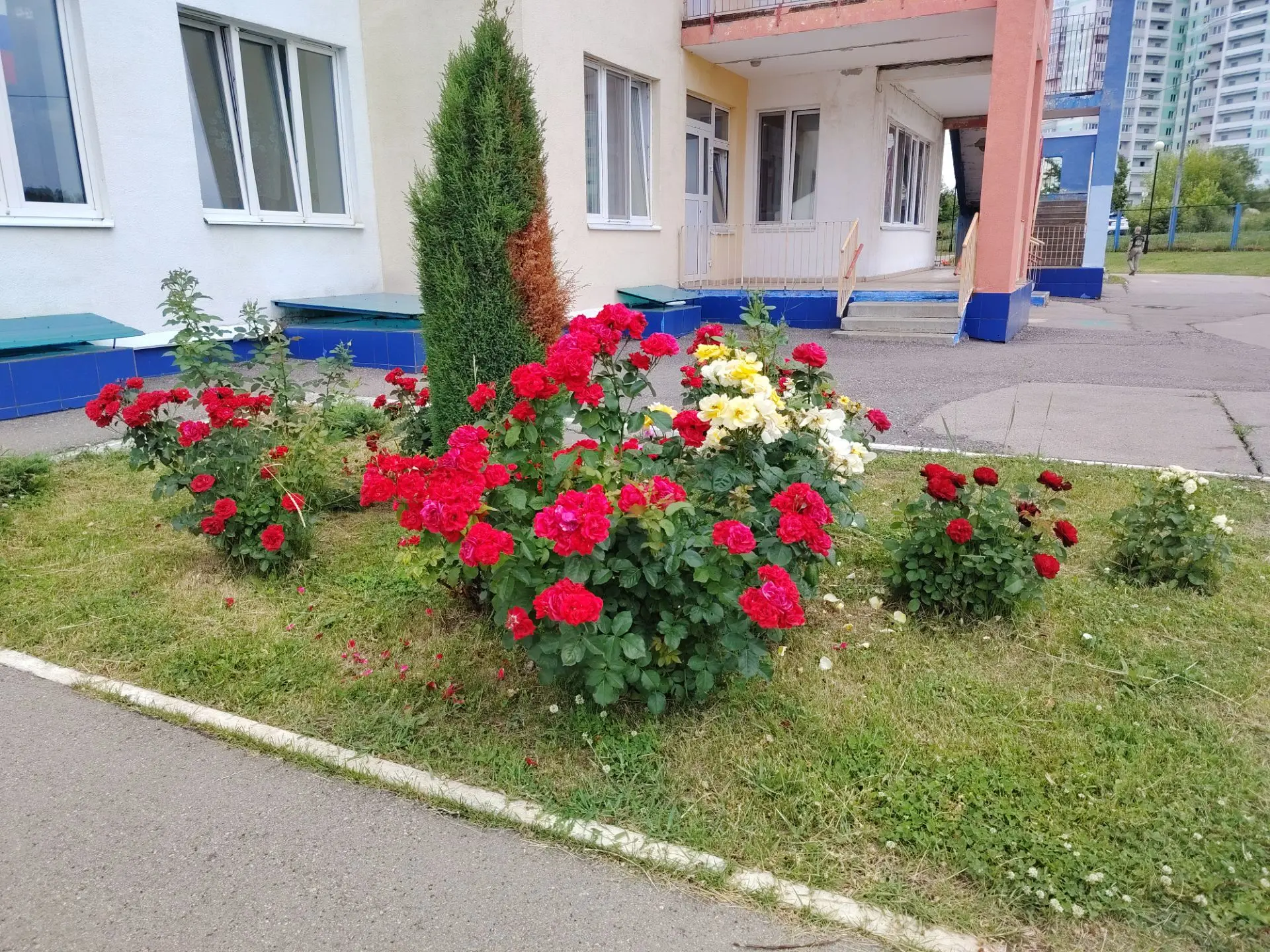 И вновь наши цветы зацвели
И наш сад стал симфонией цвета и аромата
Представьте раннее утро. Первые 