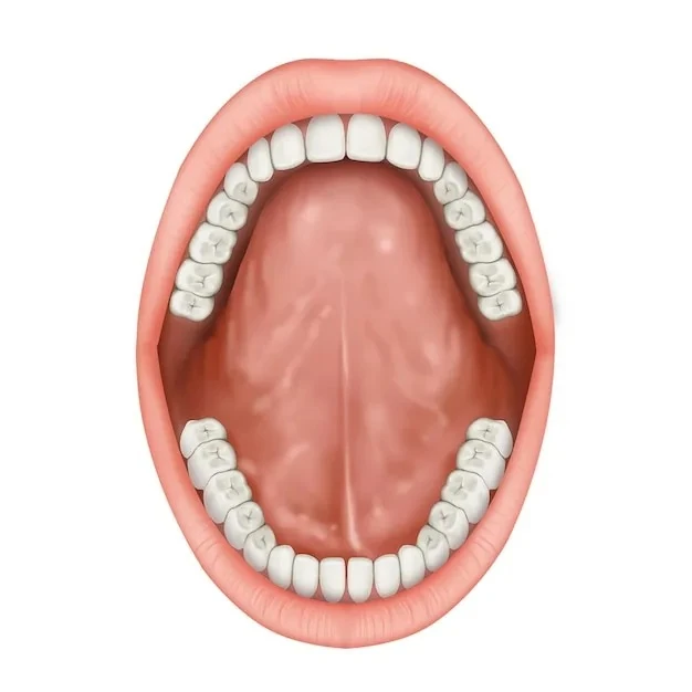 🦷 Твои зубы — единственная часть тела, которая не умеет чинить себя сама

Если сломать кость — она 