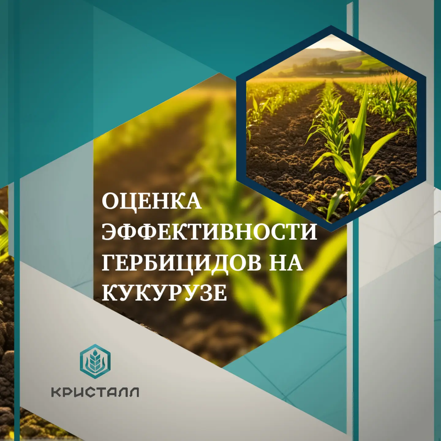 Защита посевов кукурузы от сорной растительности — один из ключевых факторов формирования стабильног