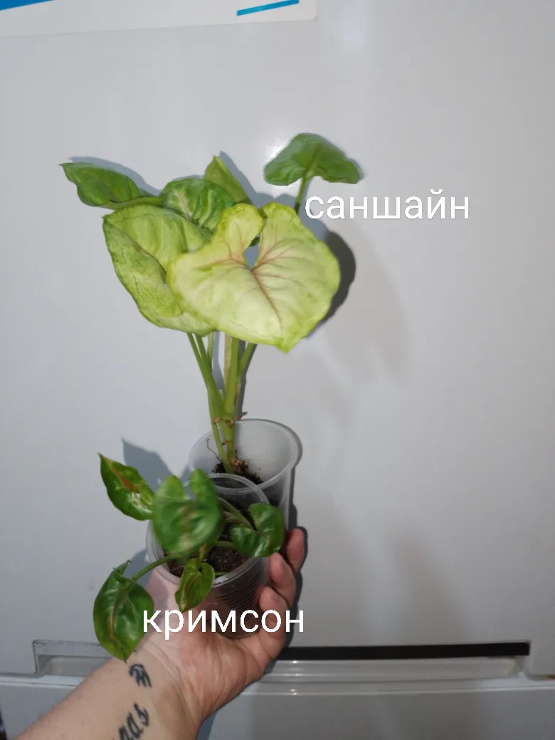 Нобор из 5 сингониумов  800 . Саратов отправлю 89649982036