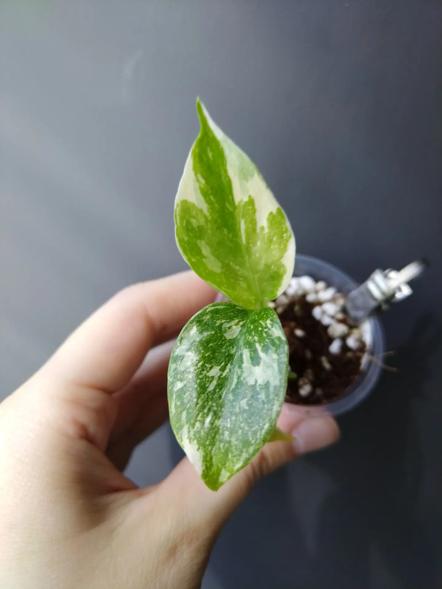 В продаже крепкие, хорошие детки
🌱Монстера тайское созвездие - 800р
🌱Монстера Адансони  - 250 р
🌱