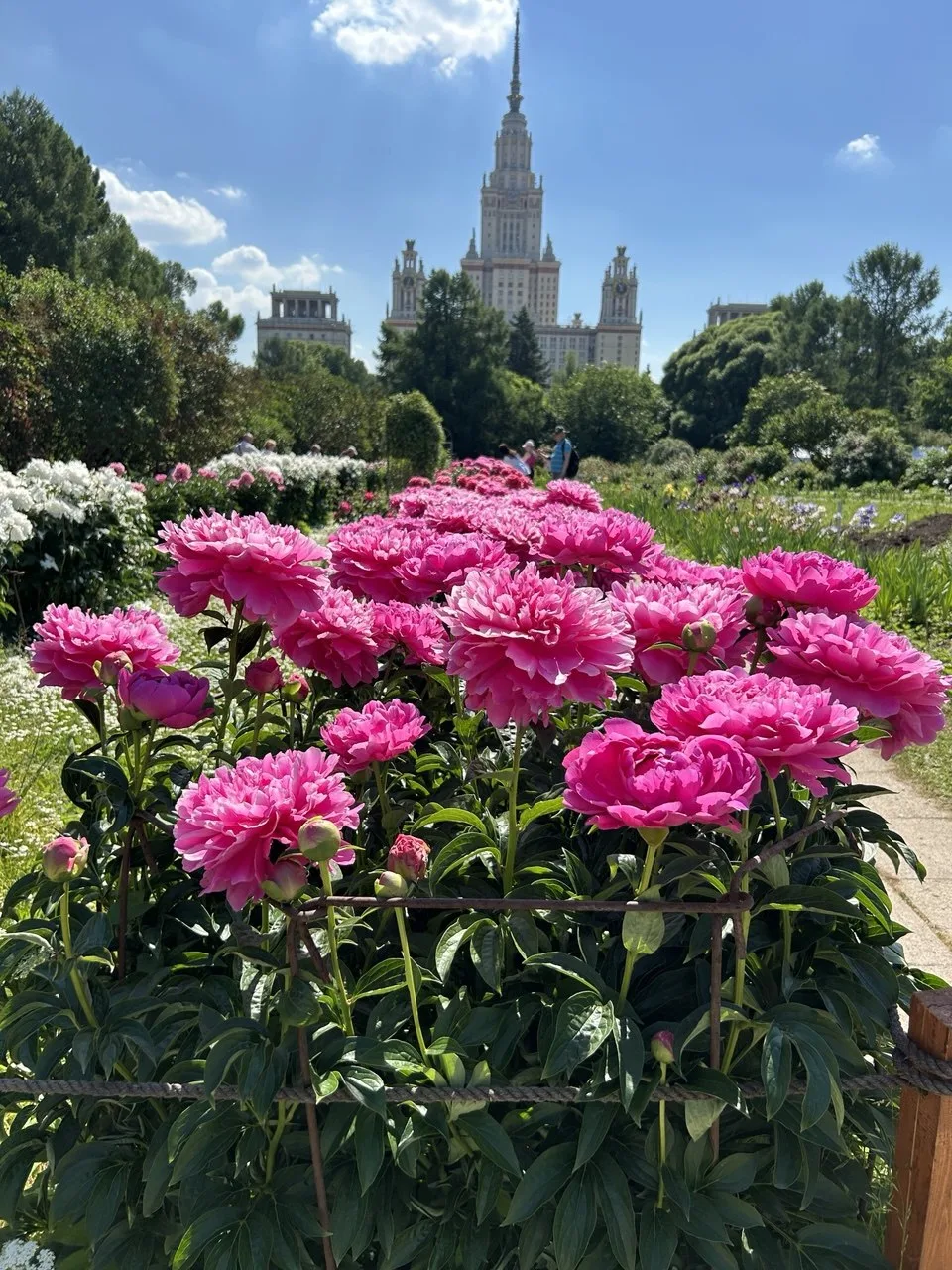 🌸 Пионы в МГУ: у вас есть 48 часов! 

Если вы любите пионы так же, как я — бегите в Ботанический са