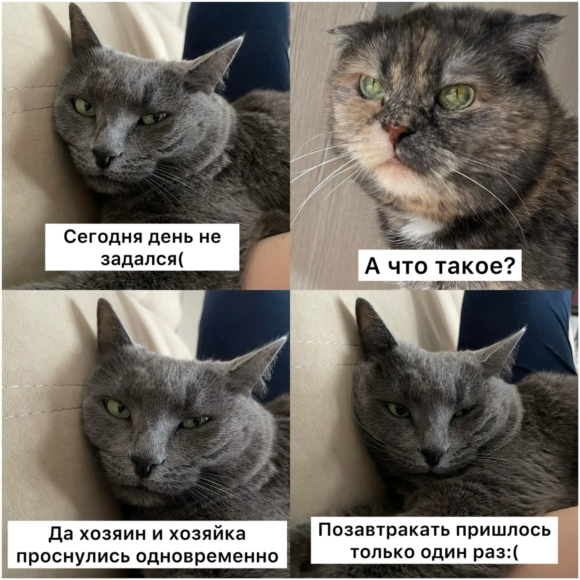 Вот такая незадача, вам смешно, а я прям плачу😿