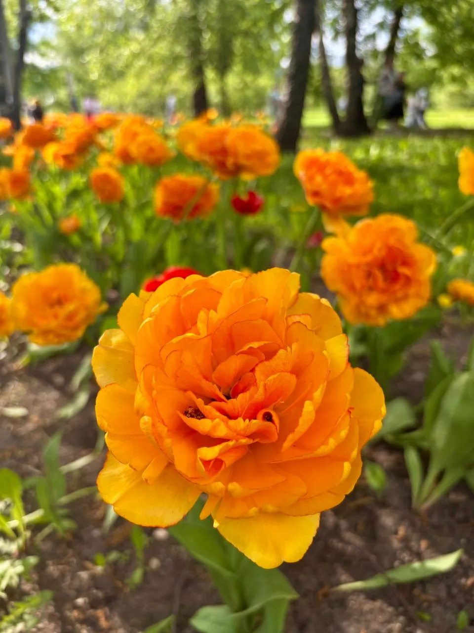 Фестиваль цветения в Коломенском 🌼

📸 Юлия Репп