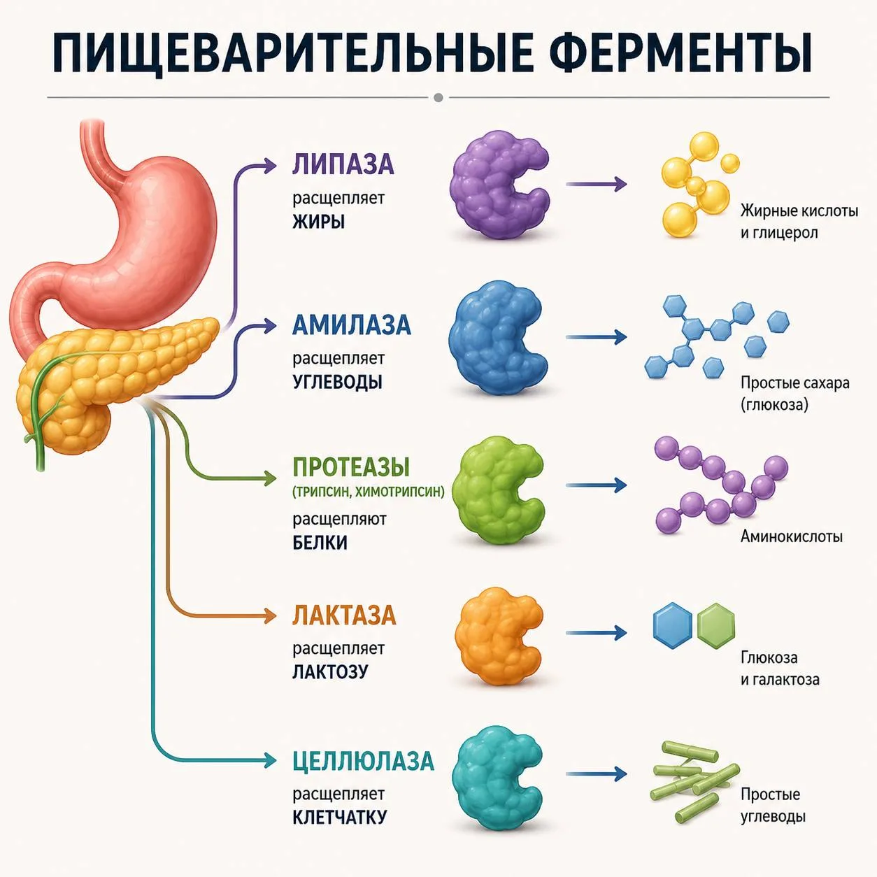 Ферменты. Давайте наконец разберемся, что это такое и зачем они нужны 

Очень часто слышу от клиенто