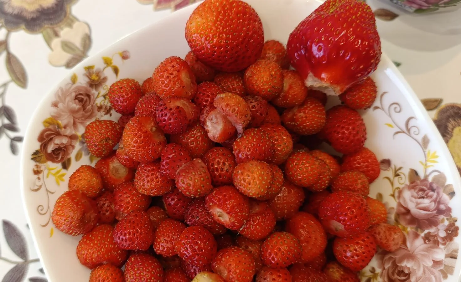 Ягоды на грядках начинают спеть. Разница в размерах между обычным сортом и специальным сортовым.