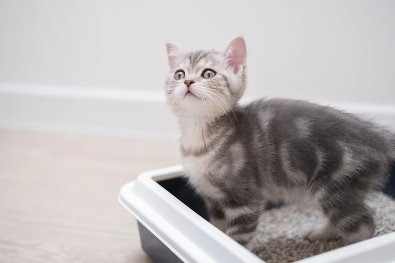 Как приучить котенка к лотку: первые шаги к чистоте! 🐾🚽


Начать приучение котенка к лотку проще, 
