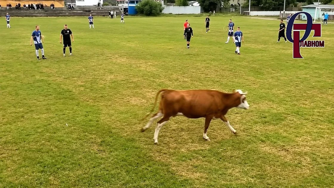 🐄 Футбольный таран

В Брянской области во время матча Кубка на поле выбежала корова и разогнала игр