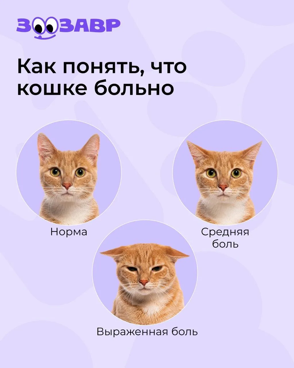 А вы умеете определять самочувствие питомца по внешнему виду?🐈