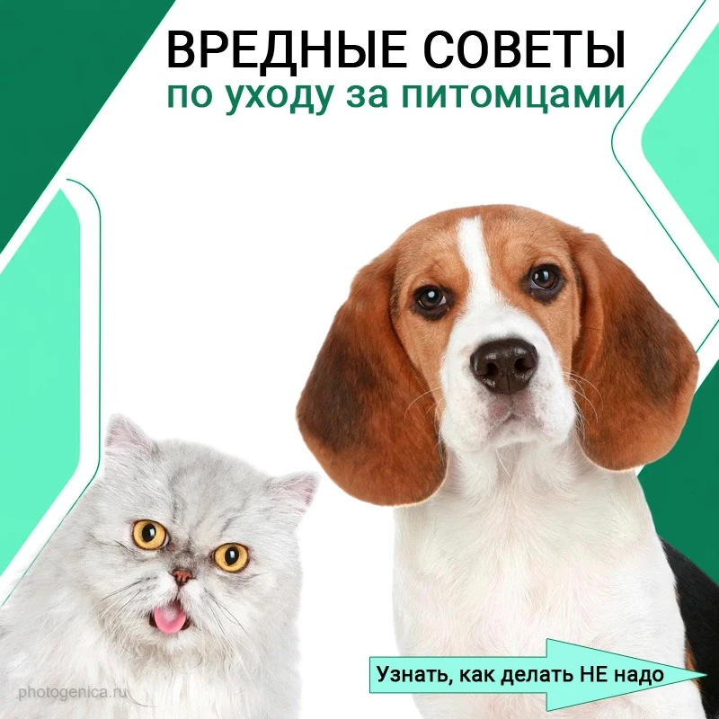 Вредные советы: как быстрее всего довести питомца до ветеринара летом📌

Вместо скучных лекций решил