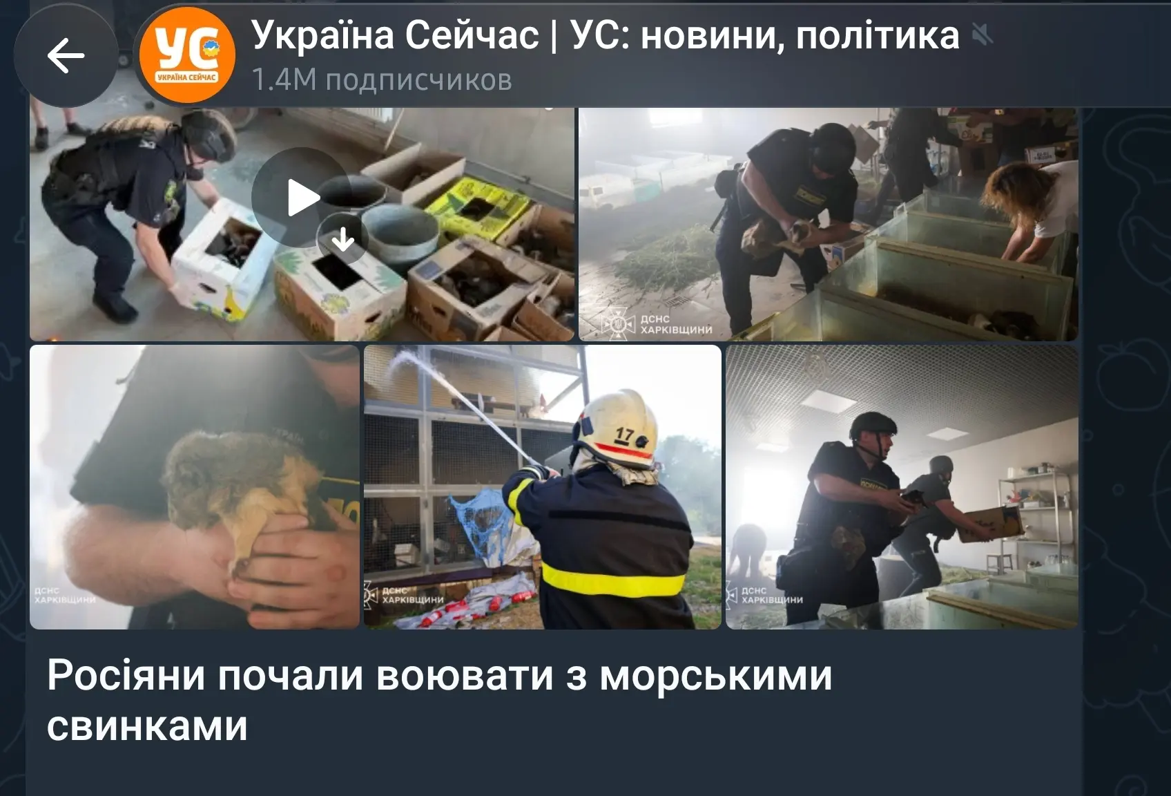 Со свинками, которые выкопали Чёрное море😁