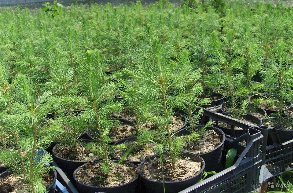 🌿В Вольском районе продолжаются масштабные работы по озеленению в рамках национального проекта «Эко