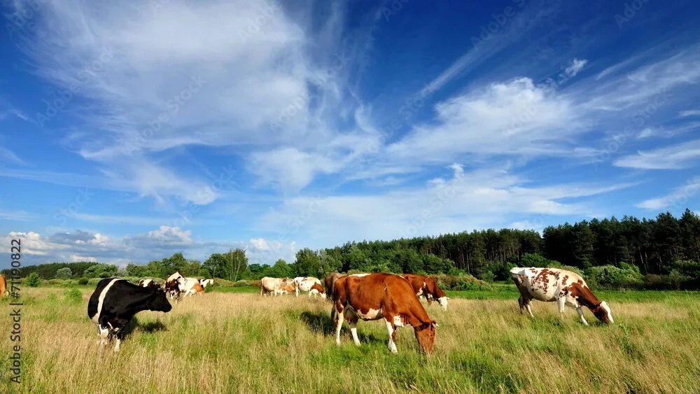☀️ Тепловой стресс у коров: как вовремя распознать и помочь 🐄

🌾Лето — не только солнце и зелень, 