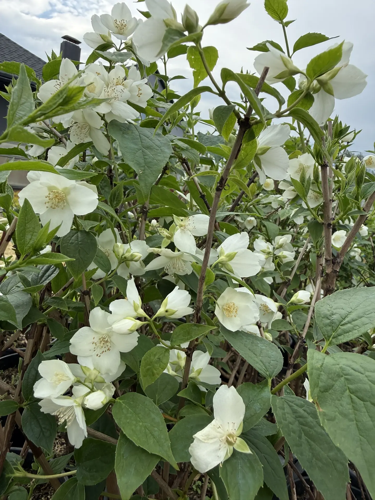 КУСТАРНИКИ 
🌿яркий пузыреплодник
🌿дерен 
🌿цветущая вейгела 
🌿чубушник (жасмин)
🌿спирея 
🌿кизил