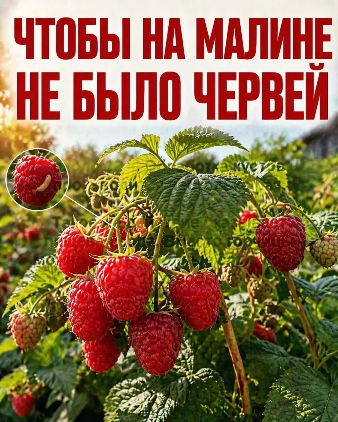 Черви в малине — проблема, которую можно решить без сложных средств 👇 

Простой раствор с горчицей 