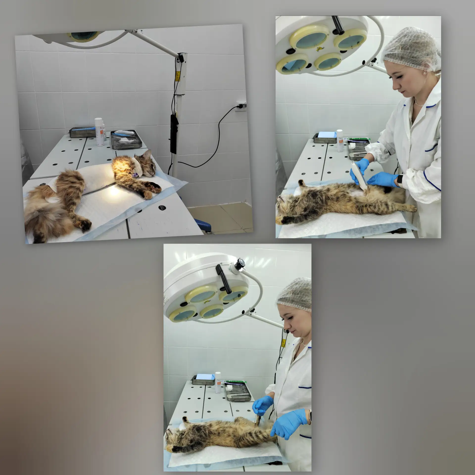 🐈Стерилизация: Забота о здоровье вашего пушистого друга  🐾

Стерилизация – это хирургическая опера