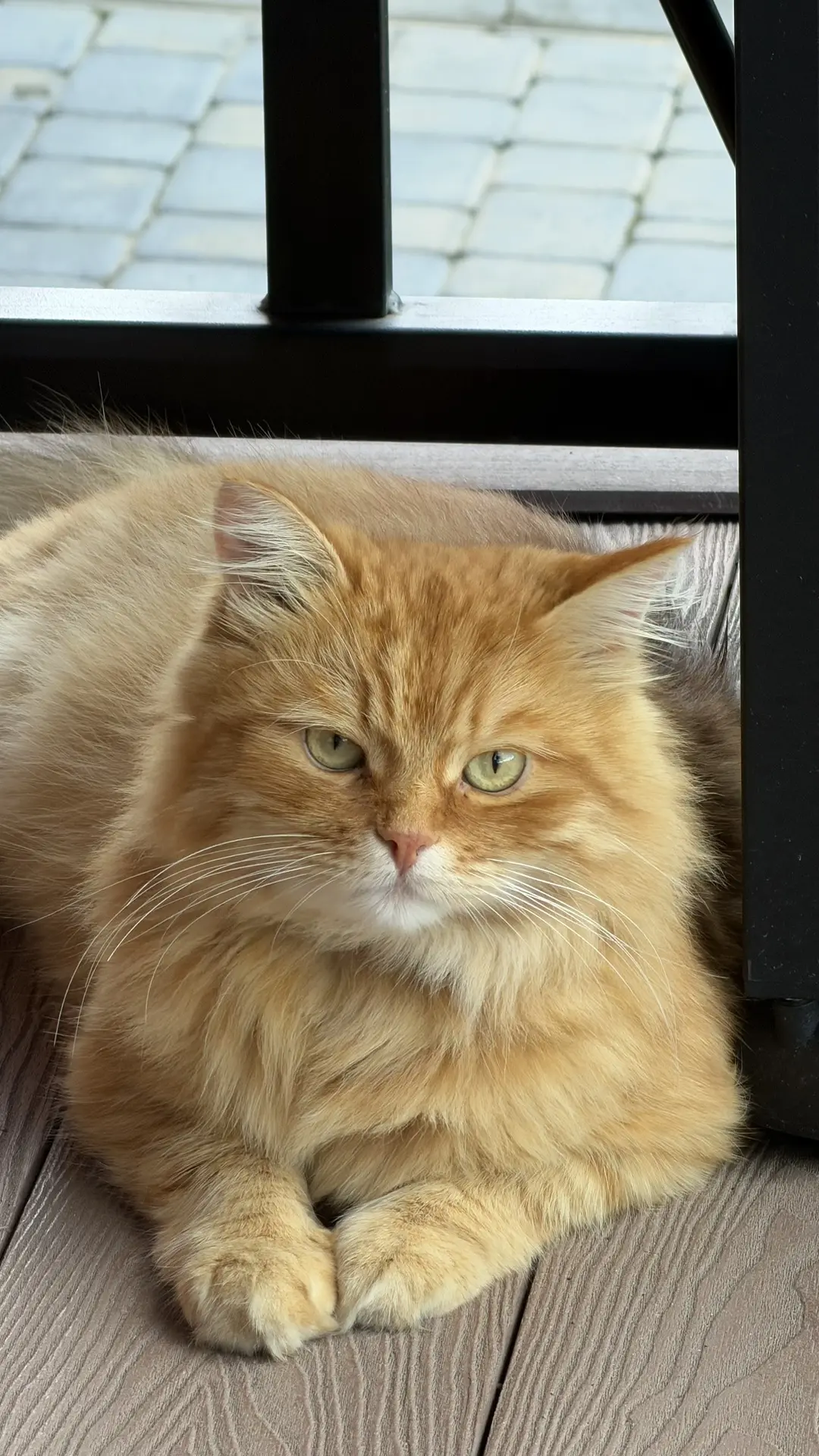 Фото на паспорт 😺
