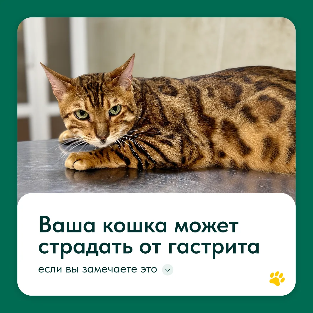 Гастрит — это не просто «что-то не то съела», а опасное воспаление слизистой, ведущее к язвам и хрон