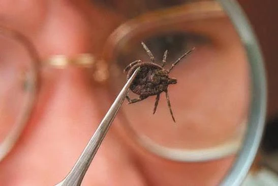 🕷За прошедшую неделю, с 21 по 27 мая, от укусов клещей пострадали 834 жителя региона, из них 181 ре