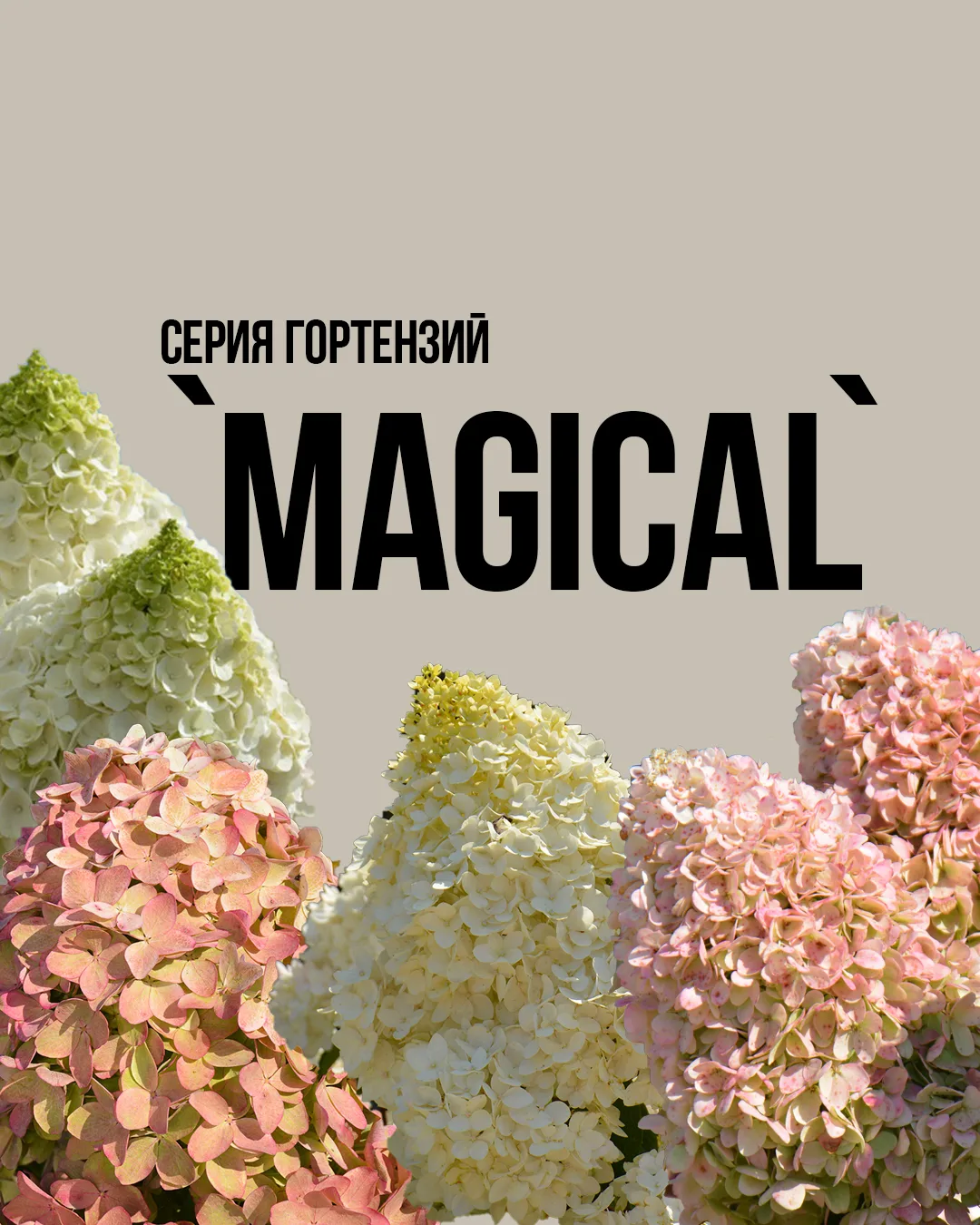 Магия в вашем саду: 8 прекрасных гортензий из серии Magical ✨

Ищете неприхотливые и эффектные горте